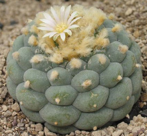 Lophophora Diffusa var. Fricii forma albiflora
